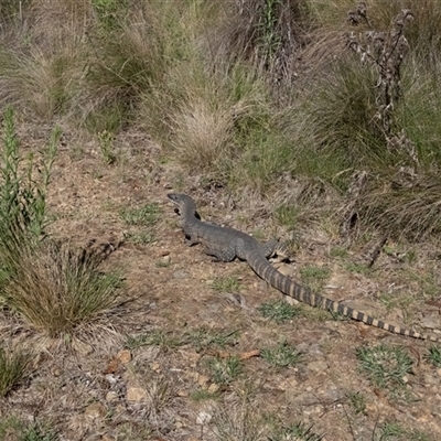 Varanus rosenbergi (Heath or Rosenberg's Monitor) at Booth, ACT - 16 Jan 2025 by ChrisSutevski