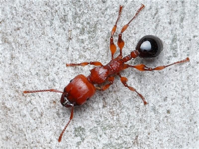 Podomyrma gratiosa (Muscleman tree ant) at Acton, ACT - Today by TimL
