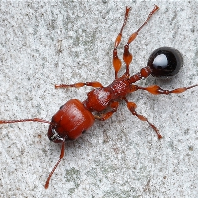 Podomyrma gratiosa (Muscleman tree ant) at Acton, ACT - Yesterday by TimL