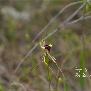 Caladenia atrovespa at Yarralumla, ACT - Yesterday by Rheardy