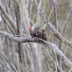 Callocephalon fimbriatum (Gang-gang Cockatoo) at Cotter River, ACT - 30 Dec 2020 by ChrisSutevski