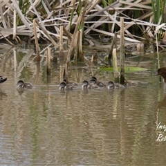Chenonetta jubata at Yarralumla, ACT - Yesterday by Rheardy