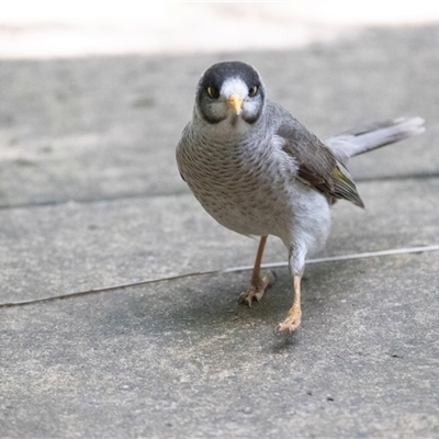 Manorina melanocephala at Adelaide, SA - 22 Sep 2025 by AlisonMilton