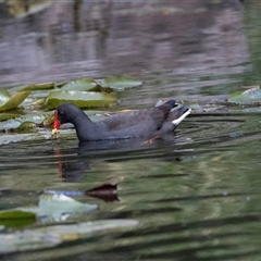 Gallinula tenebrosa (Dusky Moorhen) at Adelaide, SA - 22 Sep 2025 by AlisonMilton