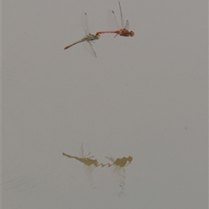 Libellulidae (family) at Macquarie, ACT - Yesterday by Rheardy