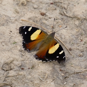Unverified Butterfly (Lepidoptera, Rhopalocera) at Macquarie, ACT - Yesterday by Rheardy