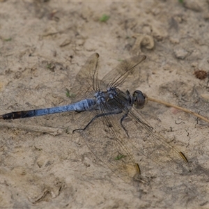 Libellulidae (family) at Macquarie, ACT - Yesterday by Rheardy