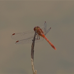 Libellulidae (family) at Macquarie, ACT - Yesterday by Rheardy