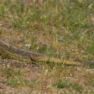 Pogona sp. at Aranda, ACT - Yesterday by Rheardy