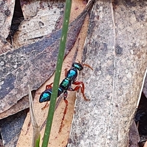 Diamma bicolor (Blue ant, Bluebottle ant) by Aussiegall
