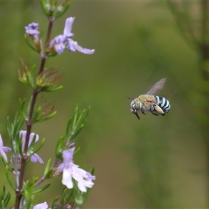 Amegilla sp. (genus) at Yarralumla, ACT - Yesterday by TimL