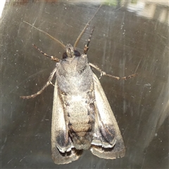 Agrotis infusa by Paul4K