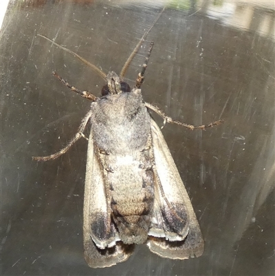 Agrotis infusa at  - suppressed by Paul4K