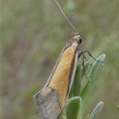 Philobota undescribed species near arabella at Queanbeyan West, NSW - Yesterday by Paul4K