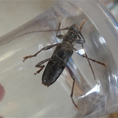 Unverified Longhorn beetle (Cerambycidae) by Paul4K