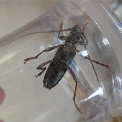 Unverified Longhorn beetle (Cerambycidae) at  - suppressed by Paul4K