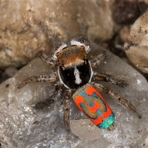 Maratus pavonis at Melba, ACT - Yesterday by kasiaaus