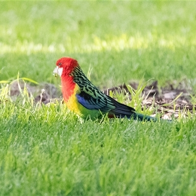 Platycercus eximius (Eastern Rosella) at Adelaide, SA - 22 Sep 2025 by AlisonMilton