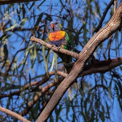 Trichoglossus moluccanus (Rainbow Lorikeet) at Adelaide, SA - 22 Sep 2025 by AlisonMilton