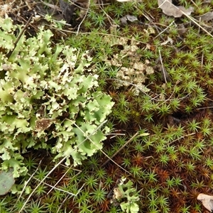 Cladia sp. (genus) at Yarralumla, ACT - Today by Dibble