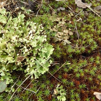 Cladia sp. (genus) at Yarralumla, ACT - Yesterday by Dibble