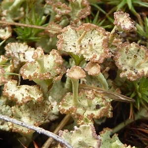 Cladonia cervicornis at Yarralumla, ACT - Today by Dibble