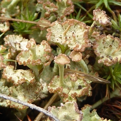Cladonia cervicornis at Yarralumla, ACT - Yesterday by Dibble