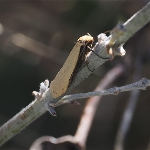 Philobota xiphostola (A Concealer moth (Philibota group) at Booth, ACT - 15 Oct 2025 by RAllen