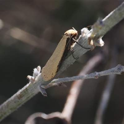 Philobota xiphostola (A Concealer moth (Philibota group) at Booth, ACT - 15 Oct 2025 by RAllen
