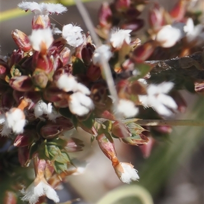 Styphelia attenuata at Booth, ACT - 15 Oct 2025 by RAllen