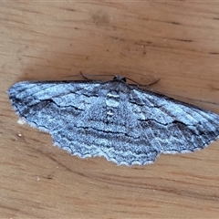 Syneora praecisa (Cream-fringed Bark Moth) at Yass River, NSW - Yesterday by SenexRugosus