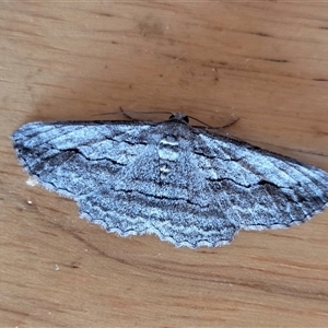 Syneora praecisa (Cream-fringed Bark Moth) at Yass River, NSW - Today by SenexRugosus