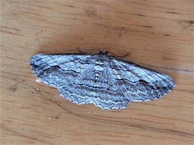 Syneora praecisa (Cream-fringed Bark Moth) at Yass River, NSW - Today by SenexRugosus