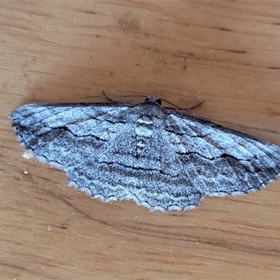 Syneora praecisa (Cream-fringed Bark Moth) at Yass River, NSW - Yesterday by SenexRugosus