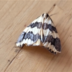 Termessa xanthomelas (A moth) at Yass River, NSW - Yesterday by SenexRugosus
