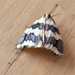 Termessa xanthomelas (A moth) at Yass River, NSW - Today by SenexRugosus