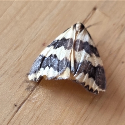 Termessa xanthomelas (A moth) at Yass River, NSW - Yesterday by SenexRugosus
