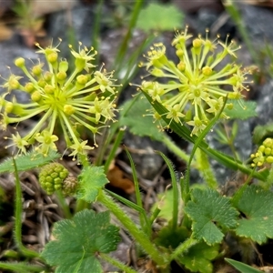 Hydrocotyle laxiflora at Yass River, NSW - Today by SenexRugosus