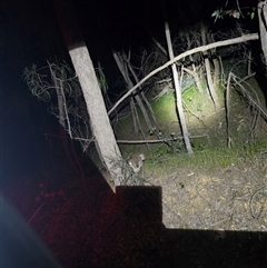 Phascolarctos cinereus (Koala) at West Wodonga, VIC - 21 Oct 2025 by NickyDav89