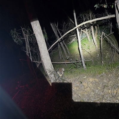 Phascolarctos cinereus (Koala) at West Wodonga, VIC - 21 Oct 2025 by NickyDav89