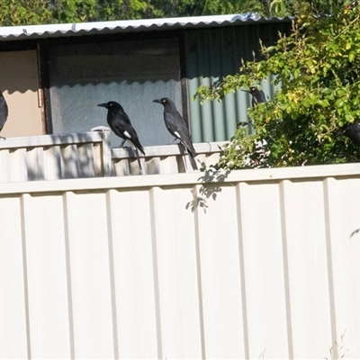 Strepera graculina (Pied Currawong) at Higgins, ACT - 16 Oct 2025 by AlisonMilton