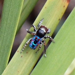 Maratus mungaich (Banksia Peacock spider) at Pickering Brook, WA - 29 Sep 2025 by CathB