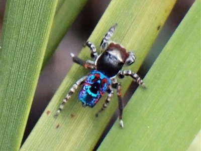 Maratus mungaich (Banksia Peacock spider) at Pickering Brook, WA - 29 Sep 2025 by CathB