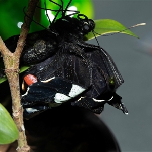 Papilio aegeus (Orchard Swallowtail, Large Citrus Butterfly) at Higgins, ACT - Today by AlisonMilton