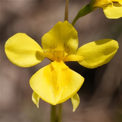 Diuris amabilis (Large Golden Moth) at Gundary, NSW - 17 Oct 2025 by RobG1