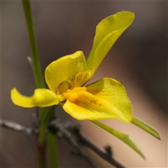 Diuris amabilis (Large Golden Moth) at Gundary, NSW - 17 Oct 2025 by RobG1