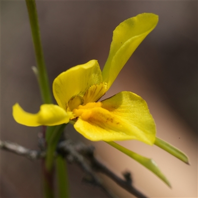 Diuris amabilis (Large Golden Moth) at Gundary, NSW - 17 Oct 2025 by RobG1