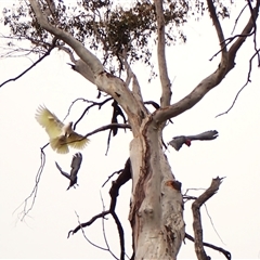 Callocephalon fimbriatum (Gang-gang Cockatoo) at Cook, ACT - Yesterday by CathB