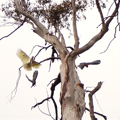 Callocephalon fimbriatum (Gang-gang Cockatoo) at Cook, ACT - Yesterday by CathB