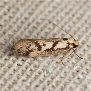 Eusemocosma pruinosa (Philobota Group Concealer Moth) at Harrison, ACT - Yesterday by DPRees125